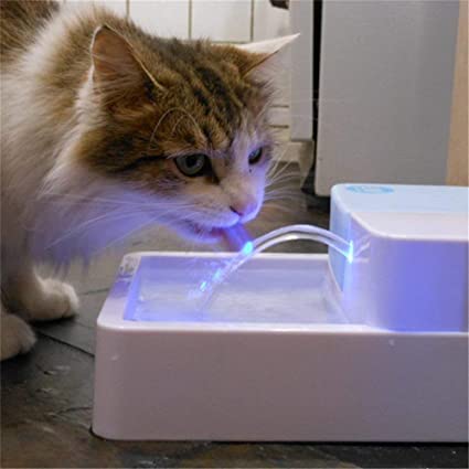 fuente-gatos